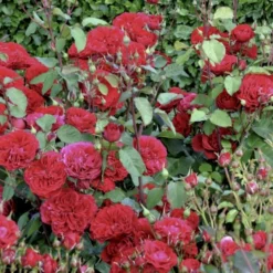 'Look Good Feel Better'™ Rosa X 'Look Good Feel Better'™ (Slotsrose) A-Kvalitet,- Barrods Roser Min. 3 Grene -GrønGlæde Salgsbutik p5266 51830 rosa x look good feel better slotsrose 30e7