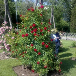 'Grand Award'™ Rosa X 'Grand Award'™ (Slyngrose) A-Kvalitet,- Barrods Roser Min. 3 Grene 11 'Grand Award'™ Rosa X 'Grand Award'™ (Slyngrose) A-Kvalitet,- Barrods Roser Min. 3 Grene -GrønGlæde Salgsbutik p5267 52225 rosa x grand award slyngrose 6e6c