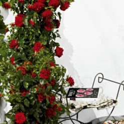 'Grand Award'™ Rosa X 'Grand Award'™ (Slyngrose) A-Kvalitet,- Barrods Roser Min. 3 Grene 14 'Grand Award'™ Rosa X 'Grand Award'™ (Slyngrose) A-Kvalitet,- Barrods Roser Min. 3 Grene -GrønGlæde Salgsbutik p5267 52228 rosa x grand award slyngrose 3b68