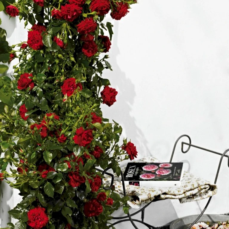 'Grand Award'™ Rosa X 'Grand Award'™ (Slyngrose) A-Kvalitet,- Barrods Roser Min. 3 Grene 6 'Grand Award'™ Rosa X 'Grand Award'™ (Slyngrose) A-Kvalitet,- Barrods Roser Min. 3 Grene - Billede 6