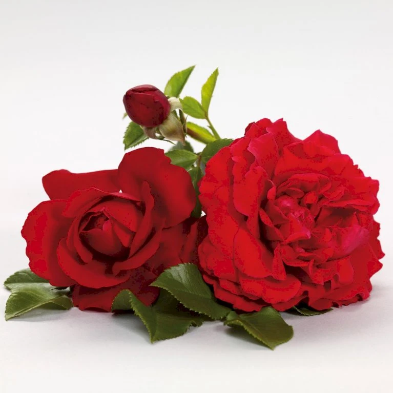 'Grand Award'™ Rosa X 'Grand Award'™ (Slyngrose) A-Kvalitet,- Barrods Roser Min. 3 Grene 7 'Grand Award'™ Rosa X 'Grand Award'™ (Slyngrose) A-Kvalitet,- Barrods Roser Min. 3 Grene - Billede 7