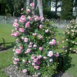 'Mamma Mia'™ Rosa X 'Mamma Mia'™ (Slyngrose) A-Kvalitet,- Barrods Roser Min. 3 Grene