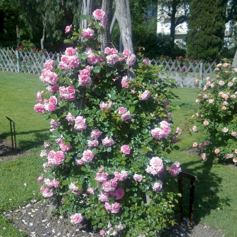 'Mamma Mia'™ Rosa X 'Mamma Mia'™ (Slyngrose) A-Kvalitet,- Barrods Roser Min. 3 Grene 1 'Mamma Mia'™ Rosa X 'Mamma Mia'™ (Slyngrose) A-Kvalitet,- Barrods Roser Min. 3 Grene