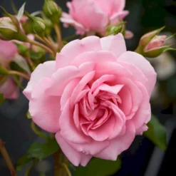 'Mamma Mia'™ Rosa X 'Mamma Mia'™ (Slyngrose) A-Kvalitet,- Barrods Roser Min. 3 Grene 10 'Mamma Mia'™ Rosa X 'Mamma Mia'™ (Slyngrose) A-Kvalitet,- Barrods Roser Min. 3 Grene -GrønGlæde Salgsbutik p5268 52238 rosa x mamma mia slyngrose 8a72
