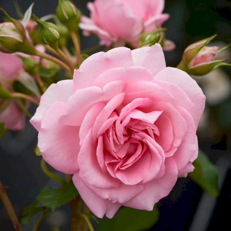 'Mamma Mia'™ Rosa X 'Mamma Mia'™ (Slyngrose) A-Kvalitet,- Barrods Roser Min. 3 Grene 3 'Mamma Mia'™ Rosa X 'Mamma Mia'™ (Slyngrose) A-Kvalitet,- Barrods Roser Min. 3 Grene - Billede 3