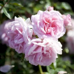 'Mamma Mia'™ Rosa X 'Mamma Mia'™ (Slyngrose) A-Kvalitet,- Barrods Roser Min. 3 Grene 11 'Mamma Mia'™ Rosa X 'Mamma Mia'™ (Slyngrose) A-Kvalitet,- Barrods Roser Min. 3 Grene -GrønGlæde Salgsbutik p5268 52239 rosa x mamma mia slyngrose d88a