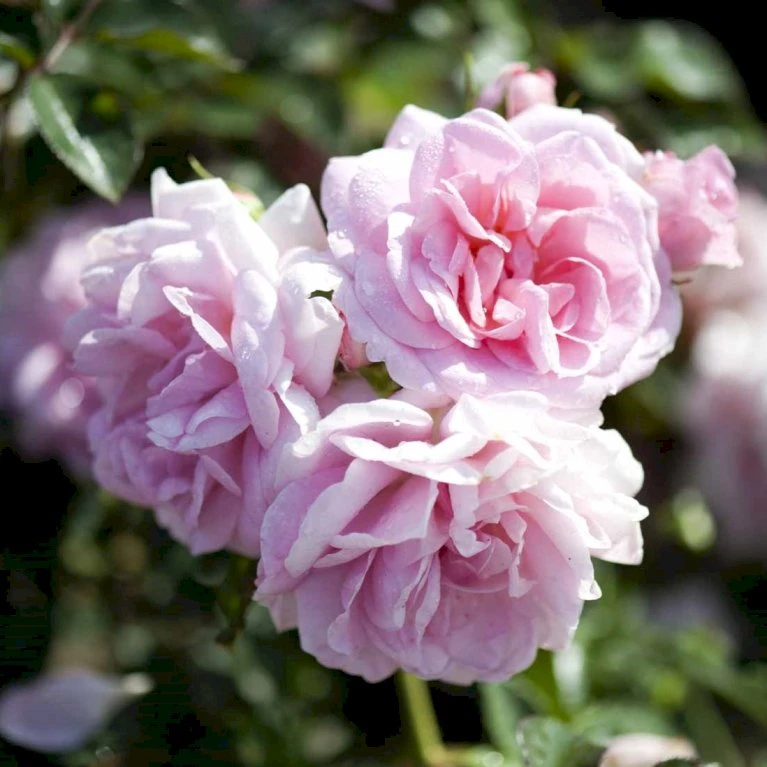 'Mamma Mia'™ Rosa X 'Mamma Mia'™ (Slyngrose) A-Kvalitet,- Barrods Roser Min. 3 Grene 4 'Mamma Mia'™ Rosa X 'Mamma Mia'™ (Slyngrose) A-Kvalitet,- Barrods Roser Min. 3 Grene - Billede 4