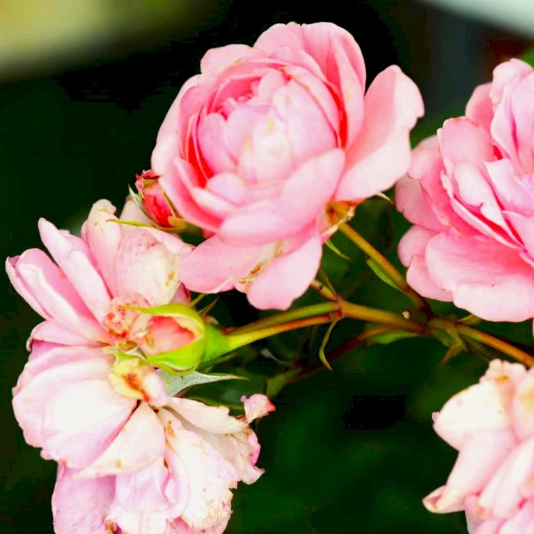 'Mamma Mia'™ Rosa X 'Mamma Mia'™ (Slyngrose) A-Kvalitet,- Barrods Roser Min. 3 Grene 5 'Mamma Mia'™ Rosa X 'Mamma Mia'™ (Slyngrose) A-Kvalitet,- Barrods Roser Min. 3 Grene - Billede 5