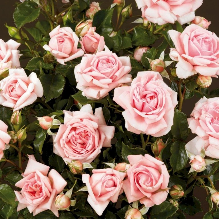 'Mamma Mia'™ Rosa X 'Mamma Mia'™ (Slyngrose) A-Kvalitet,- Barrods Roser Min. 3 Grene 6 'Mamma Mia'™ Rosa X 'Mamma Mia'™ (Slyngrose) A-Kvalitet,- Barrods Roser Min. 3 Grene - Billede 6