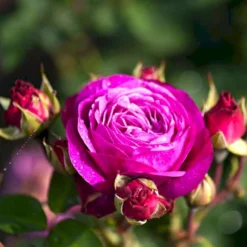 'Heidi Klum® Rose' Rosa X 'Heidi Klum® Rose' (Storblomstrende) A-Kvalitet,- Barrods Roser Min. 3 Grene -GrønGlæde Salgsbutik p5269 51530 rosa x heidi klum rose storblomstrende aa07