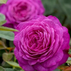 'Heidi Klum® Rose' Rosa X 'Heidi Klum® Rose' (Storblomstrende) A-Kvalitet,- Barrods Roser Min. 3 Grene -GrønGlæde Salgsbutik p5269 53976 rosa x heidi klum rose storblomstrende ab4b
