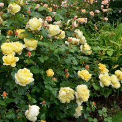 'Charles Darwin'™ Rosa X 'Charles Darwin'™ (Engelsk Rose) A-Kvalitet,- Barrods Roser Min. 3 Grene -GrønGlæde Salgsbutik p5351 52956 rosa x charles darwin engelsk rose 1381