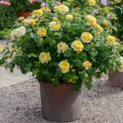 'Charles Darwin'™ Rosa X 'Charles Darwin'™ (Engelsk Rose) A-Kvalitet,- Barrods Roser Min. 3 Grene -GrønGlæde Salgsbutik p5351 52957 rosa x charles darwin engelsk rose 37e3