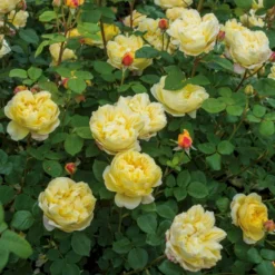 'Charles Darwin'™ Rosa X 'Charles Darwin'™ (Engelsk Rose) A-Kvalitet,- Barrods Roser Min. 3 Grene -GrønGlæde Salgsbutik p5351 52960 rosa x charles darwin engelsk rose 62bd