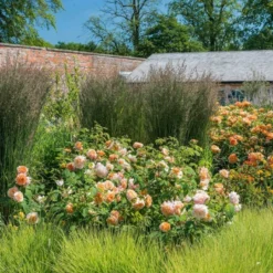 'Grace'™ Rosa X 'Grace'™ (Engelsk Rose) A-Kvalitet,- Barrods Roser Min. 3 Grene -GrønGlæde Salgsbutik p5362 53016 rosa x grace engelsk rose 0a85