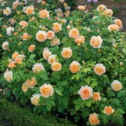 'Grace'™ Rosa X 'Grace'™ (Engelsk Rose) A-Kvalitet,- Barrods Roser Min. 3 Grene -GrønGlæde Salgsbutik p5362 53018 rosa x grace engelsk rose f994