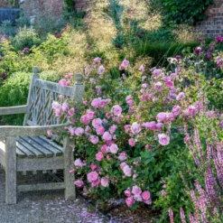 'Harlow Carr' Rosa X 'Harlow Carr' (Engelsk Rose) A-Kvalitet,- Barrods Roser Min. 3 Grene 15 'Harlow Carr' Rosa X 'Harlow Carr' (Engelsk Rose) A-Kvalitet,- Barrods Roser Min. 3 Grene -GrønGlæde Salgsbutik p5364 53026 rosa x harlow carr engelsk rose f501