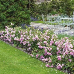 'Harlow Carr' Rosa X 'Harlow Carr' (Engelsk Rose) A-Kvalitet,- Barrods Roser Min. 3 Grene 17 'Harlow Carr' Rosa X 'Harlow Carr' (Engelsk Rose) A-Kvalitet,- Barrods Roser Min. 3 Grene -GrønGlæde Salgsbutik p5364 53028 rosa x harlow carr engelsk rose 5c85