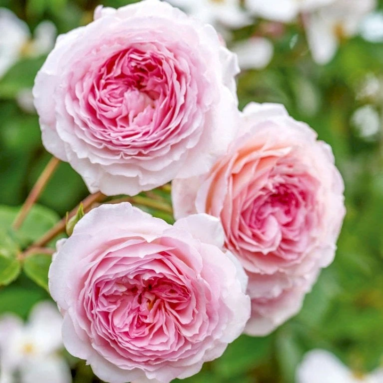 'James Galway'™ Rosa X 'James Galway'™ (Engelsk Rose) A-Kvalitet,- Barrods Roser Min. 3 Grene 1 'James Galway'™ Rosa X 'James Galway'™ (Engelsk Rose) A-Kvalitet,- Barrods Roser Min. 3 Grene