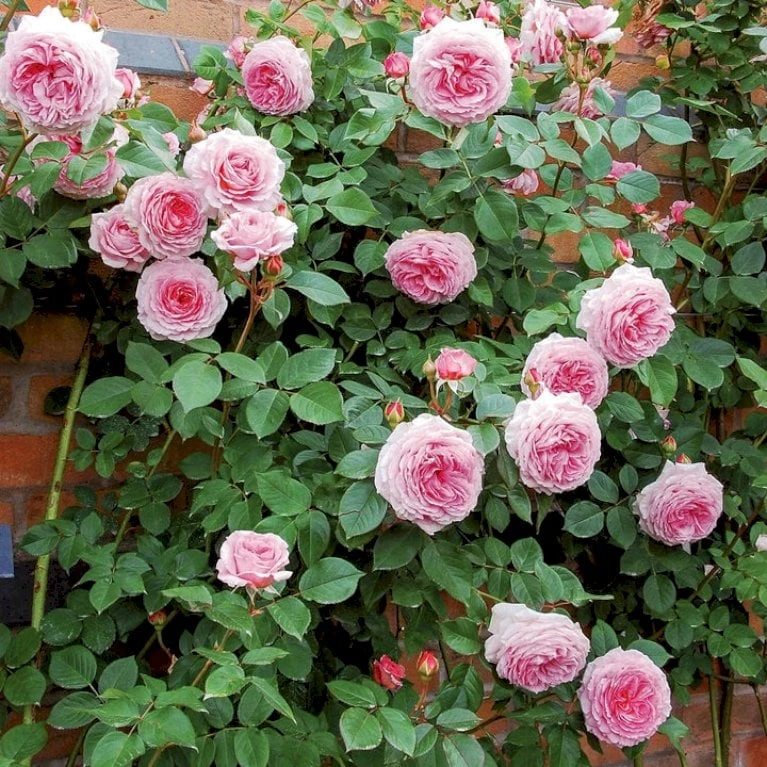 'James Galway'™ Rosa X 'James Galway'™ (Engelsk Rose) A-Kvalitet,- Barrods Roser Min. 3 Grene 3 'James Galway'™ Rosa X 'James Galway'™ (Engelsk Rose) A-Kvalitet,- Barrods Roser Min. 3 Grene - Billede 3