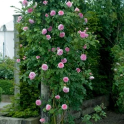 'James Galway'™ Rosa X 'James Galway'™ (Engelsk Rose) A-Kvalitet,- Barrods Roser Min. 3 Grene 14 'James Galway'™ Rosa X 'James Galway'™ (Engelsk Rose) A-Kvalitet,- Barrods Roser Min. 3 Grene -GrønGlæde Salgsbutik p5366 53031 rosa x james galway engelsk rose 3407