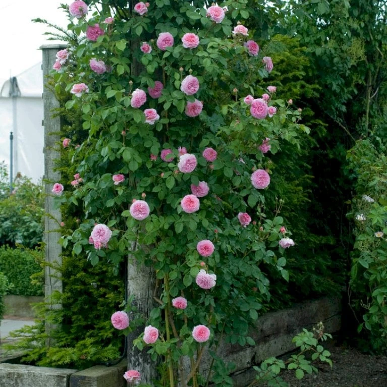 'James Galway'™ Rosa X 'James Galway'™ (Engelsk Rose) A-Kvalitet,- Barrods Roser Min. 3 Grene 4 'James Galway'™ Rosa X 'James Galway'™ (Engelsk Rose) A-Kvalitet,- Barrods Roser Min. 3 Grene - Billede 4