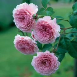 'James Galway'™ Rosa X 'James Galway'™ (Engelsk Rose) A-Kvalitet,- Barrods Roser Min. 3 Grene 15 'James Galway'™ Rosa X 'James Galway'™ (Engelsk Rose) A-Kvalitet,- Barrods Roser Min. 3 Grene -GrønGlæde Salgsbutik p5366 53032 rosa x james galway engelsk rose 03a6
