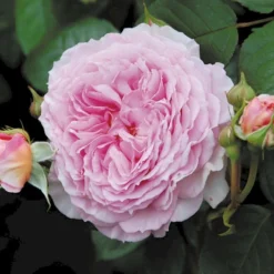 'James Galway'™ Rosa X 'James Galway'™ (Engelsk Rose) A-Kvalitet,- Barrods Roser Min. 3 Grene 16 'James Galway'™ Rosa X 'James Galway'™ (Engelsk Rose) A-Kvalitet,- Barrods Roser Min. 3 Grene -GrønGlæde Salgsbutik p5366 53033 rosa x james galway engelsk rose cee7