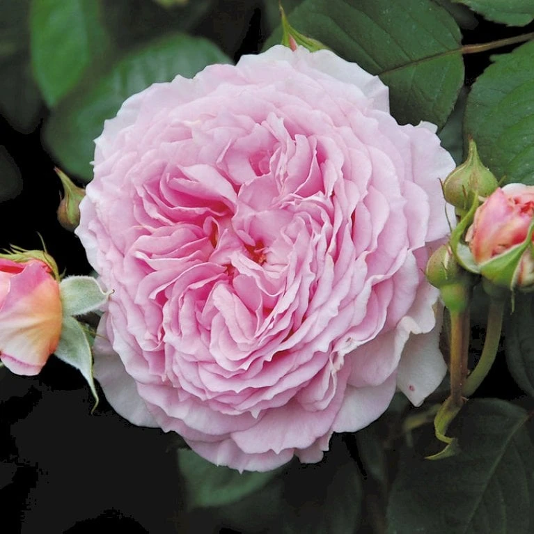 'James Galway'™ Rosa X 'James Galway'™ (Engelsk Rose) A-Kvalitet,- Barrods Roser Min. 3 Grene 6 'James Galway'™ Rosa X 'James Galway'™ (Engelsk Rose) A-Kvalitet,- Barrods Roser Min. 3 Grene - Billede 6