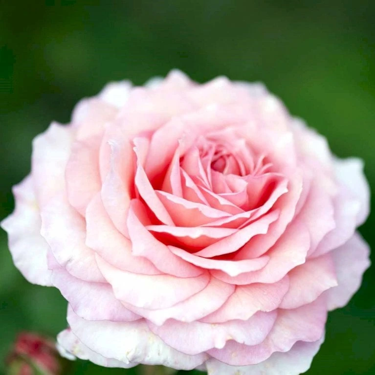 'James Galway'™ Rosa X 'James Galway'™ (Engelsk Rose) A-Kvalitet,- Barrods Roser Min. 3 Grene 7 'James Galway'™ Rosa X 'James Galway'™ (Engelsk Rose) A-Kvalitet,- Barrods Roser Min. 3 Grene - Billede 7