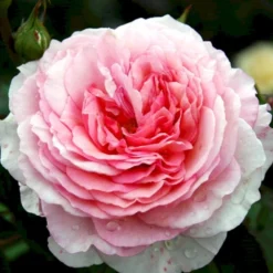 'James Galway'™ Rosa X 'James Galway'™ (Engelsk Rose) A-Kvalitet,- Barrods Roser Min. 3 Grene 18 'James Galway'™ Rosa X 'James Galway'™ (Engelsk Rose) A-Kvalitet,- Barrods Roser Min. 3 Grene -GrønGlæde Salgsbutik p5366 53035 rosa x james galway engelsk rose c864