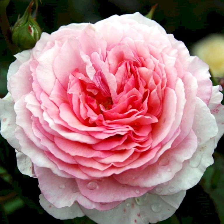 'James Galway'™ Rosa X 'James Galway'™ (Engelsk Rose) A-Kvalitet,- Barrods Roser Min. 3 Grene 8 'James Galway'™ Rosa X 'James Galway'™ (Engelsk Rose) A-Kvalitet,- Barrods Roser Min. 3 Grene - Billede 8