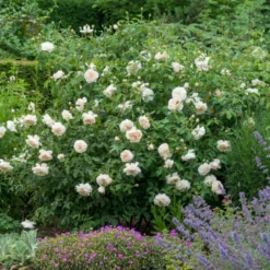 'Lichfield Angel'™ Rosa X 'Lichfield Angel'™ (Engelsk Rose) A-Kvalitet,- Barrods Roser Min. 3 Grene -GrønGlæde Salgsbutik p5373 53059 rosa x lichfield angel engelsk rose 4a3b