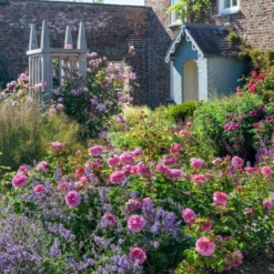 'Princess Alexandra Of Kent'™ Rosa X 'Princess Alexandra Of Kent'™ (Engelsk Rose) A-Kvalitet,- Barrods Roser Min. 3 Grene -GrønGlæde Salgsbutik p5379 53090 rosa x princess alexandra of kent engelsk rose d97b