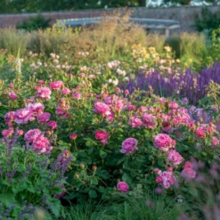'Princess Alexandra Of Kent'™ Rosa X 'Princess Alexandra Of Kent'™ (Engelsk Rose) A-Kvalitet,- Barrods Roser Min. 3 Grene -GrønGlæde Salgsbutik p5379 53092 rosa x princess alexandra of kent engelsk rose 6383