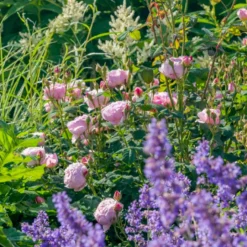 'Scepter'd Isle'™ Rosa X 'Scepter'd Isle'™ (Engelsk Rose) A-Kvalitet,- Barrods Roser Min. 3 Grene -GrønGlæde Salgsbutik p5382 53118 rosa x scepter d isle engelsk rose 9f31