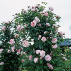 'St. Swithun' Rosa X 'St. Swithun' (Engelsk Rose) A-Kvalitet,- Barrods Roser Min. 3 Grene -GrønGlæde Salgsbutik p5386 53125 rosa x st swithun engelsk rose 4894