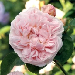 'St. Swithun' Rosa X 'St. Swithun' (Engelsk Rose) A-Kvalitet,- Barrods Roser Min. 3 Grene -GrønGlæde Salgsbutik p5386 53127 rosa x st swithun engelsk rose 4a98
