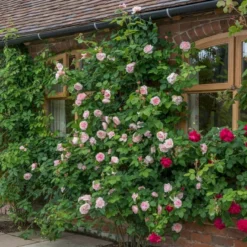 'St. Swithun' Rosa X 'St. Swithun' (Engelsk Rose) A-Kvalitet,- Barrods Roser Min. 3 Grene -GrønGlæde Salgsbutik p5386 53128 rosa x st swithun engelsk rose de53