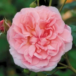 'Strawberry Hill' Rosa X 'Strawberry Hill' (Engelsk Rose) A-Kvalitet,- Barrods Roser Min. 3 Grene -GrønGlæde Salgsbutik p5387 53133 rosa x strawberry hill engelsk rose bc96