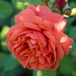 'Summer Song'™ Rosa X 'Summer Song'™ (Engelsk Rose) A-Kvalitet,- Barrods Roser Min. 3 Grene -GrønGlæde Salgsbutik p5388 53136 rosa x summer song engelsk rose 5fe9