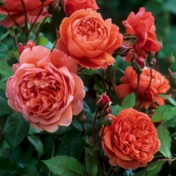 'Summer Song'™ Rosa X 'Summer Song'™ (Engelsk Rose) A-Kvalitet,- Barrods Roser Min. 3 Grene -GrønGlæde Salgsbutik p5388 53137 rosa x summer song engelsk rose c2f3