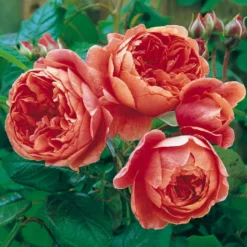 'Summer Song'™ Rosa X 'Summer Song'™ (Engelsk Rose) A-Kvalitet,- Barrods Roser Min. 3 Grene -GrønGlæde Salgsbutik p5388 53139 rosa x summer song engelsk rose 7e85