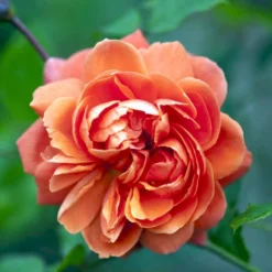 'Summer Song'™ Rosa X 'Summer Song'™ (Engelsk Rose) A-Kvalitet,- Barrods Roser Min. 3 Grene -GrønGlæde Salgsbutik p5388 53140 rosa x summer song engelsk rose 2953