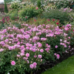 'The Mayflower' Rosa X 'The Mayflower' (Engelsk Rose) A-Kvalitet,- Barrods Roser Min. 3 Grene
