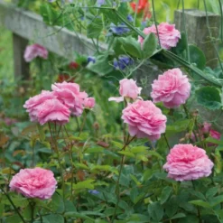 'The Mayflower' Rosa X 'The Mayflower' (Engelsk Rose) A-Kvalitet,- Barrods Roser Min. 3 Grene -GrønGlæde Salgsbutik p5394 53187 rosa x the mayflower engelsk rose 3aeb