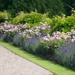 'The Mayflower' Rosa X 'The Mayflower' (Engelsk Rose) A-Kvalitet,- Barrods Roser Min. 3 Grene -GrønGlæde Salgsbutik p5394 53188 rosa x the mayflower engelsk rose 8b86