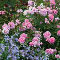 'The Mayflower' Rosa X 'The Mayflower' (Engelsk Rose) A-Kvalitet,- Barrods Roser Min. 3 Grene -GrønGlæde Salgsbutik p5394 53189 rosa x the mayflower engelsk rose 5547