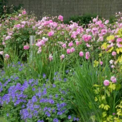 'The Mayflower' Rosa X 'The Mayflower' (Engelsk Rose) A-Kvalitet,- Barrods Roser Min. 3 Grene -GrønGlæde Salgsbutik p5394 53191 rosa x the mayflower engelsk rose 35c1