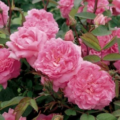 'The Mayflower' Rosa X 'The Mayflower' (Engelsk Rose) A-Kvalitet,- Barrods Roser Min. 3 Grene -GrønGlæde Salgsbutik p5394 53192 rosa x the mayflower engelsk rose 2e0a